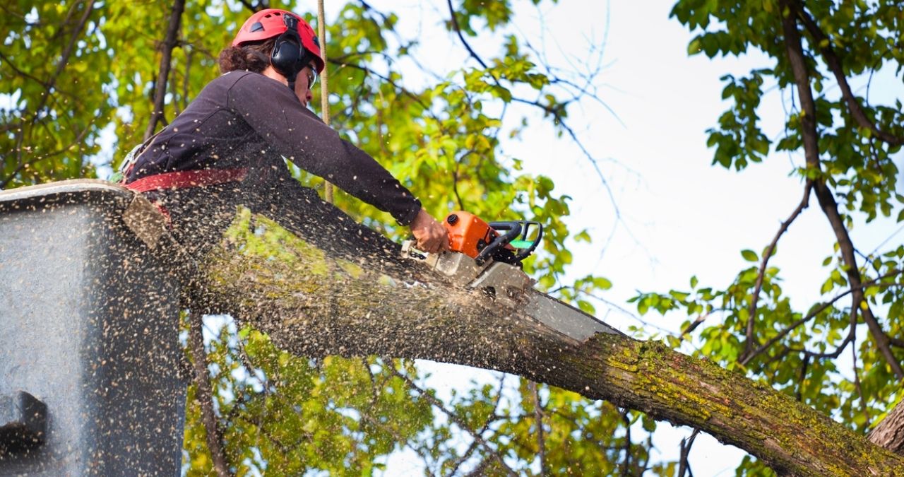 Tree Trimming Manassas VA Specialists Offering Skilled Maintenance
