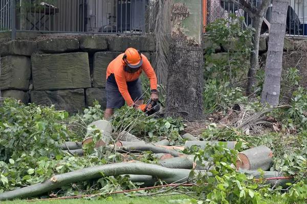 Professional Sindt Tree Service stump grinding for Clean Landscapes