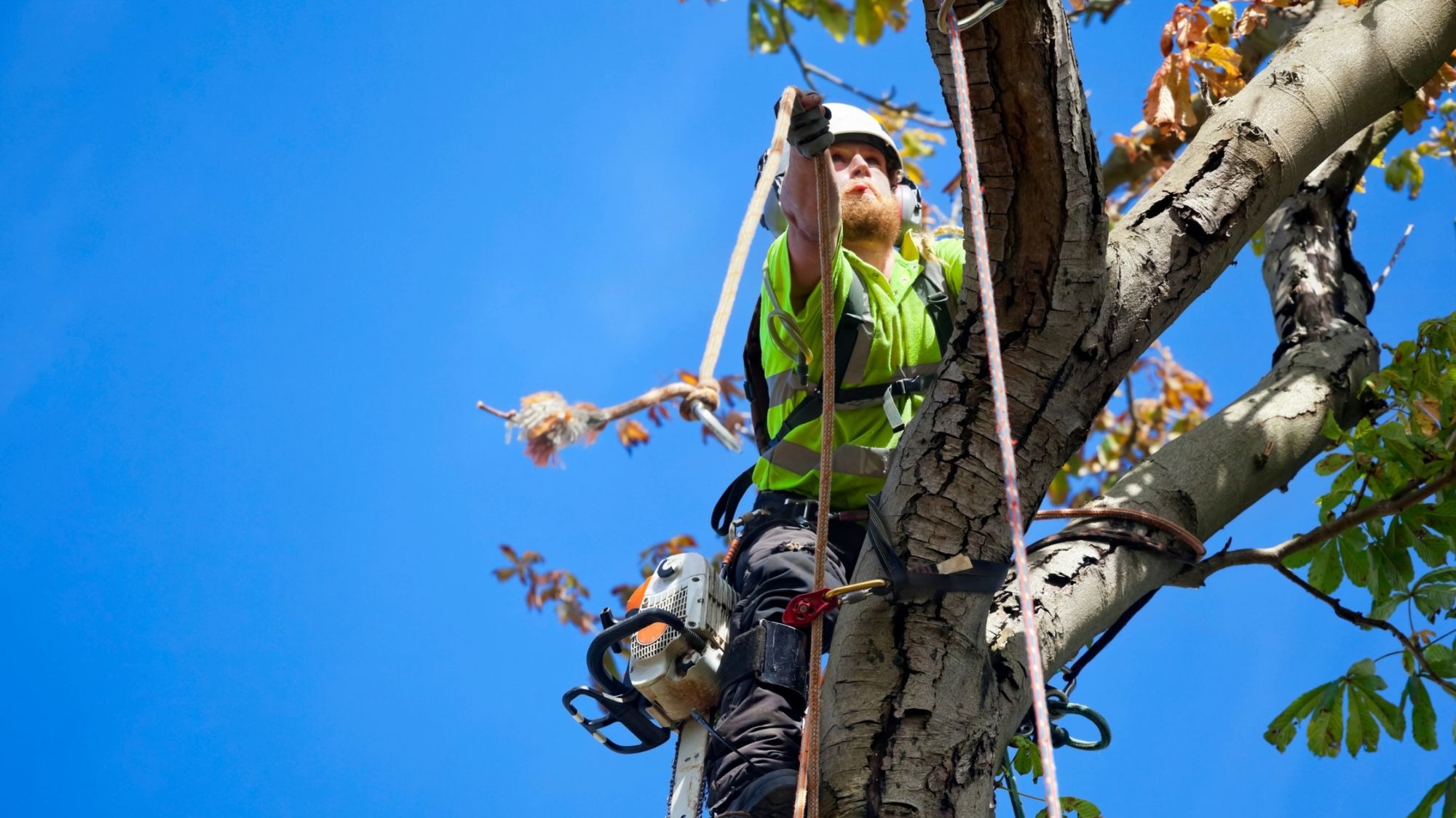 Fast and Efficient Help from tree surgeon Heald Green Professionals