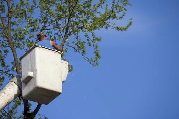 Trusted Tree Removal Service Mobile for Emergency Needs