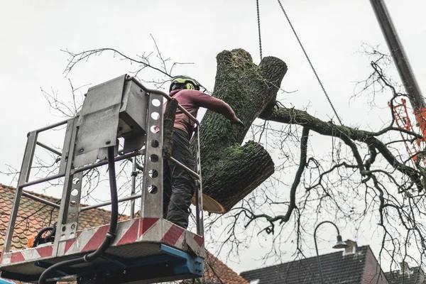 Why Choose Sindt Tree Service Auburn for Your Property
